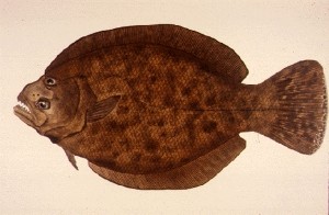 What is the limit on flounder in texas