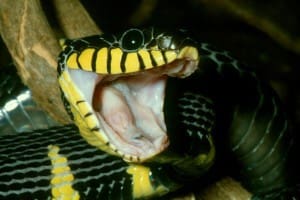 Magrove snake photo courtesy Austin Stevens
