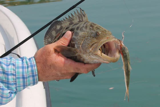live bait