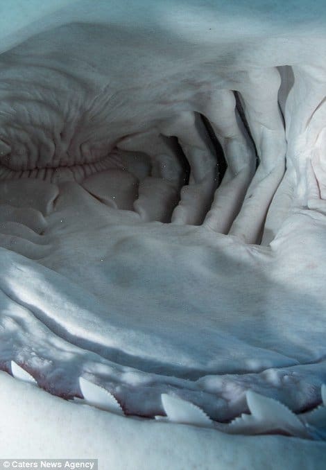 251D266B00000578-2928319-Sensory_organs_known_as_the_ampullae_of_Lorenzini_are_found_on_a-m-53_1422370363851