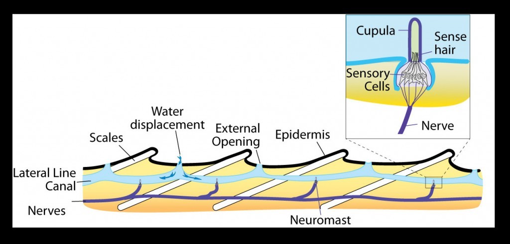 fish lateral line