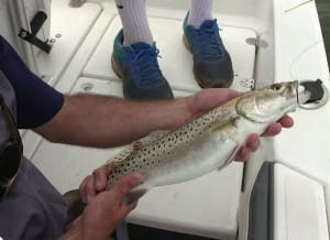 speckled sea trout