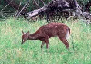TFG - CHRONIC WASTING DISEASE