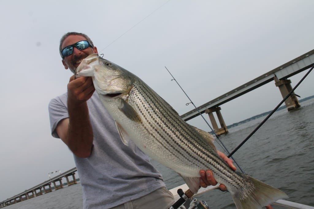 striped bass