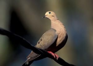 TF&G - DOVE