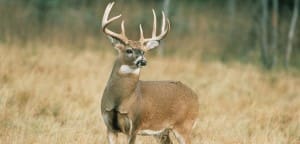Buck_White-tailedDeer