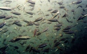 TF&G - MENHADEN 2