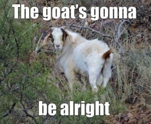 TF&G - WHITE GOAT