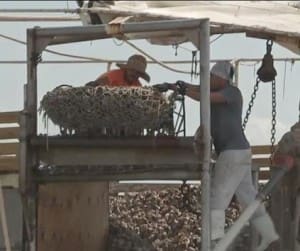 TF&G - OYSTER HARV EST GALVESTON