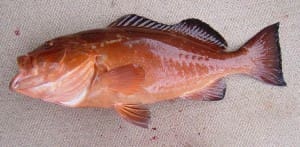 TF&G - RED GROUPER IMAGE