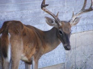 TF&G - CHRONIC WASTING DISEASE IMAGE