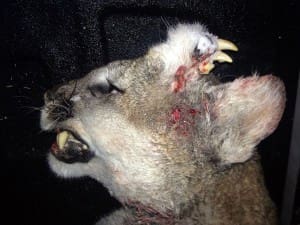 TF&G - RARE MOUNTAIN LION - IDAHO STATE JOURNAL