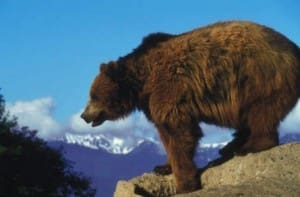 Grizzly_bear