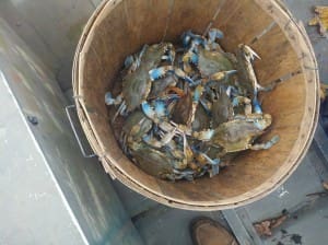 crabs