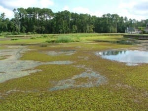 TF&G - GIANT SALVINIA IN FORK