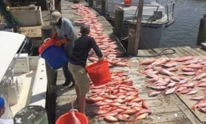 TF&G - NEARLY 500 RED SNAPPER ILLEGALLY CAUGHT