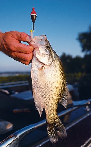 Knowing how to catch crappie in the shallows during spring will add joy and good eating to your life.