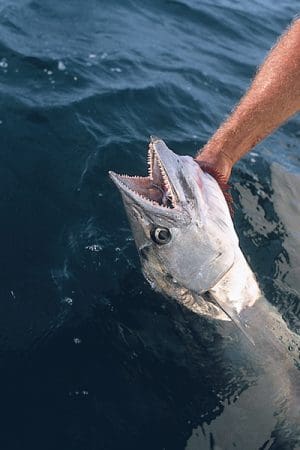 9506-10-F2J2-KINGFISH_BADASS-TE-600x400