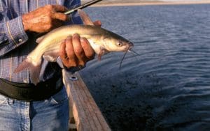 Channel catfish this size are perfect eating size fish. And, you can find them all over the state in every lake, river or pond. 