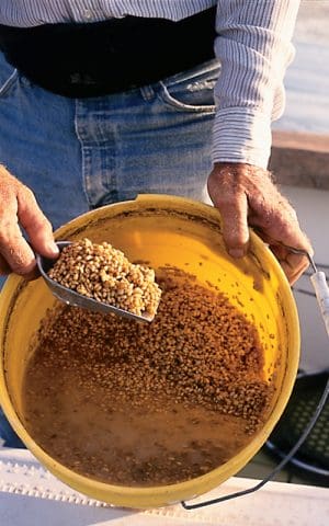 Soured grain attracts fish big-time. Bait the right spot and depth and you’ll catch 10 times more fish than if you didn’t bait. 