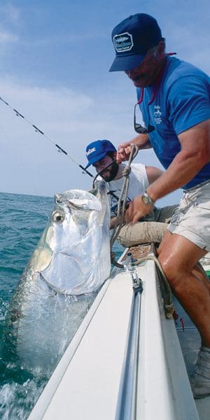 Some huge tarpon have been caught near shore in the Gulf of Mexico during the summer months.
