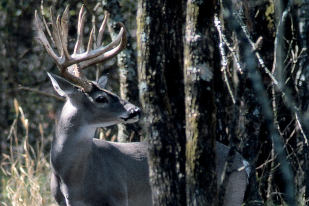 bow hunting