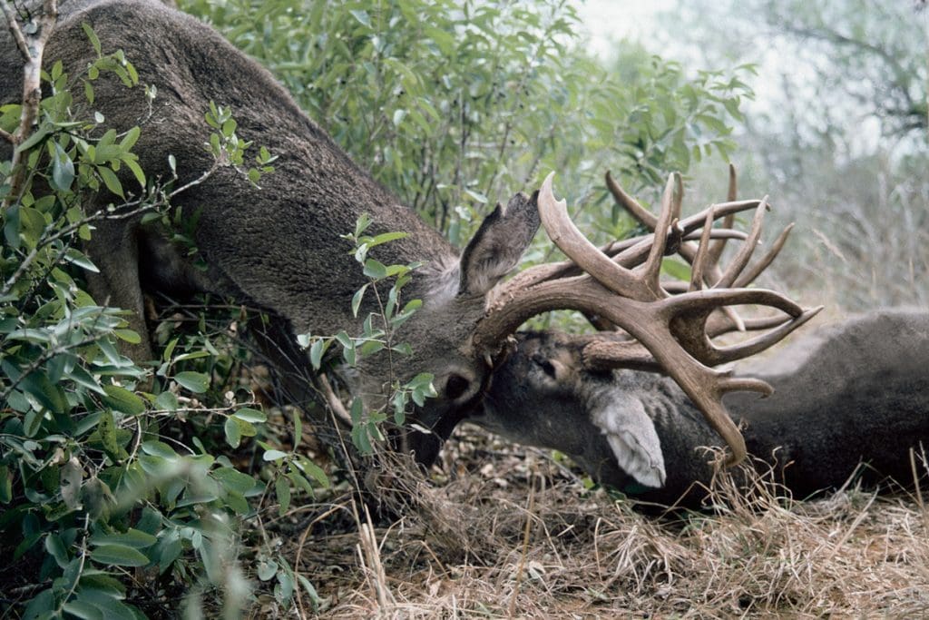antler rattling