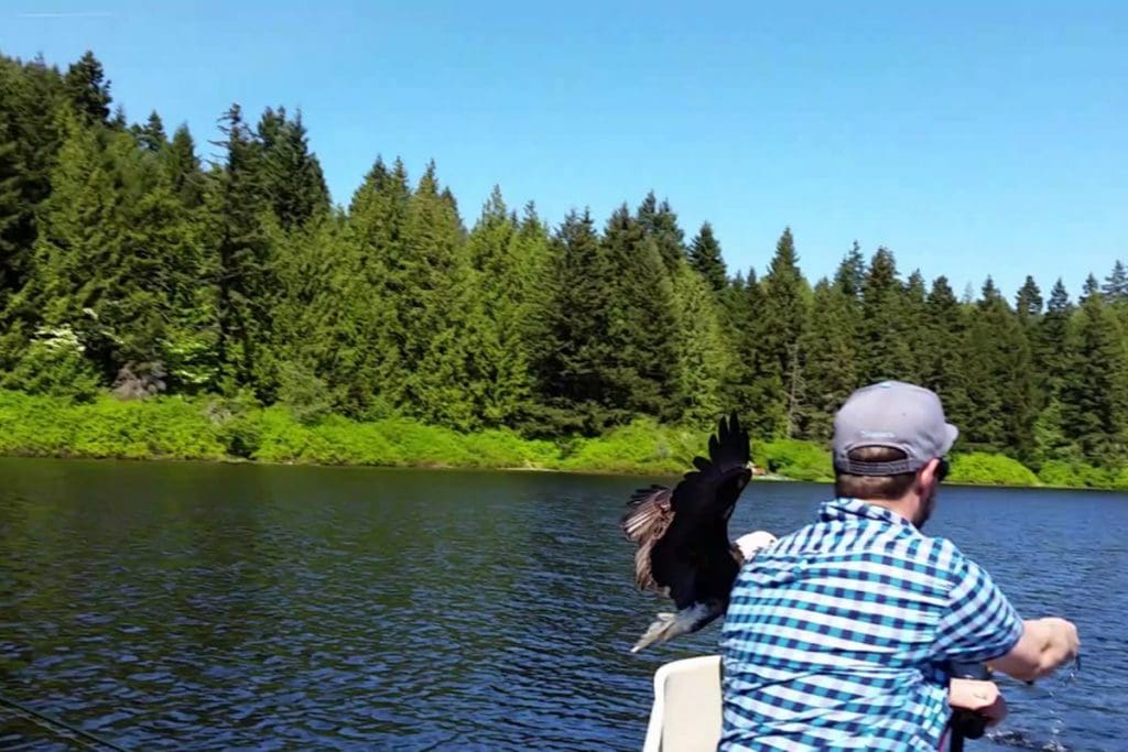 Bald eagle steals catch