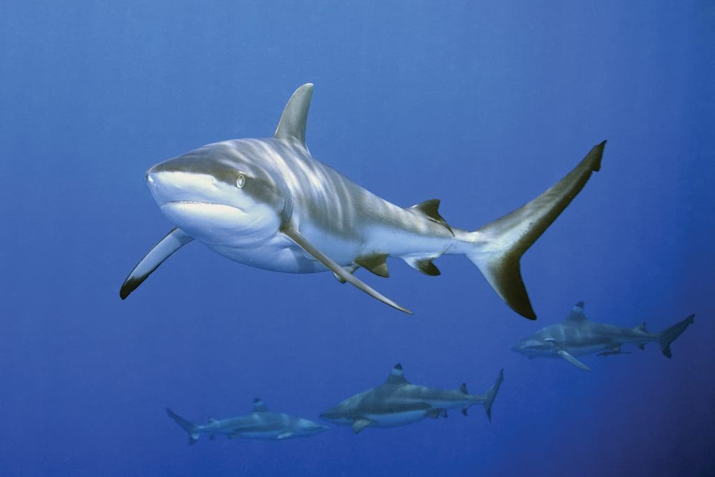 Blacktip sharks frequent shallow waters and are likely to be encountered by humans.