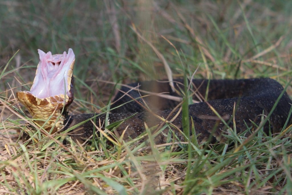 cotton-mouth