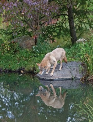 coyote2