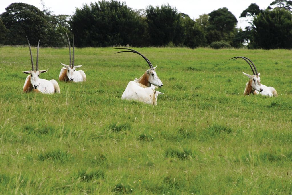 Exotics in Texas