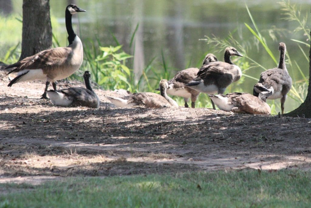 geese