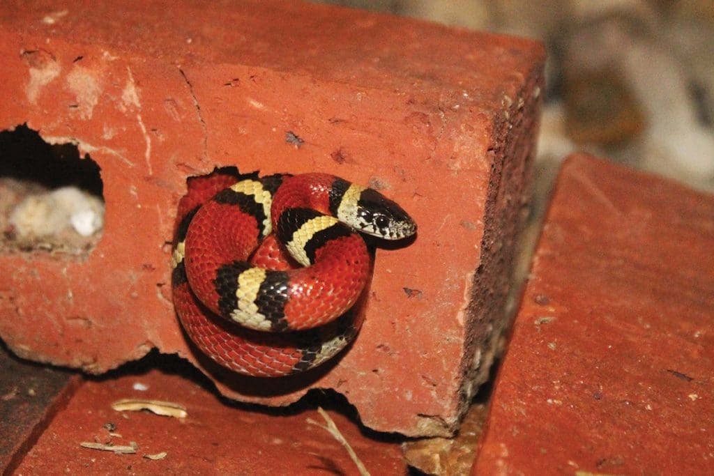 Milk Snake