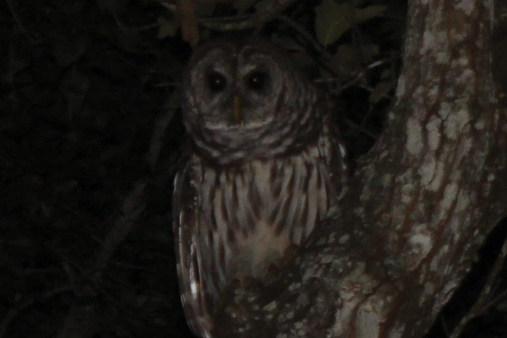 owl