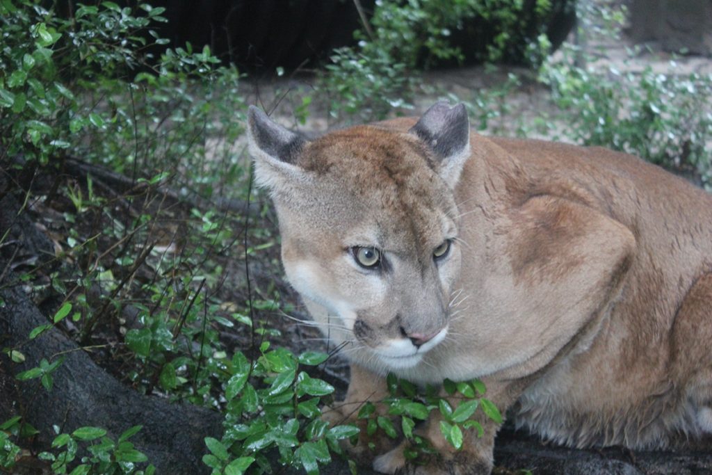 panther