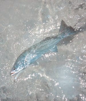 Because speckled trout have sharp-eyed, color vision they tend to be extremely line-shy in clear water. Fluorocarbon can reduce the potential of losing a trophy catch.