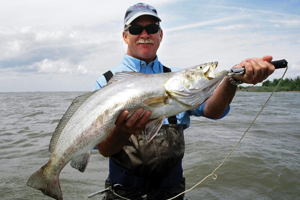 Trout Basics