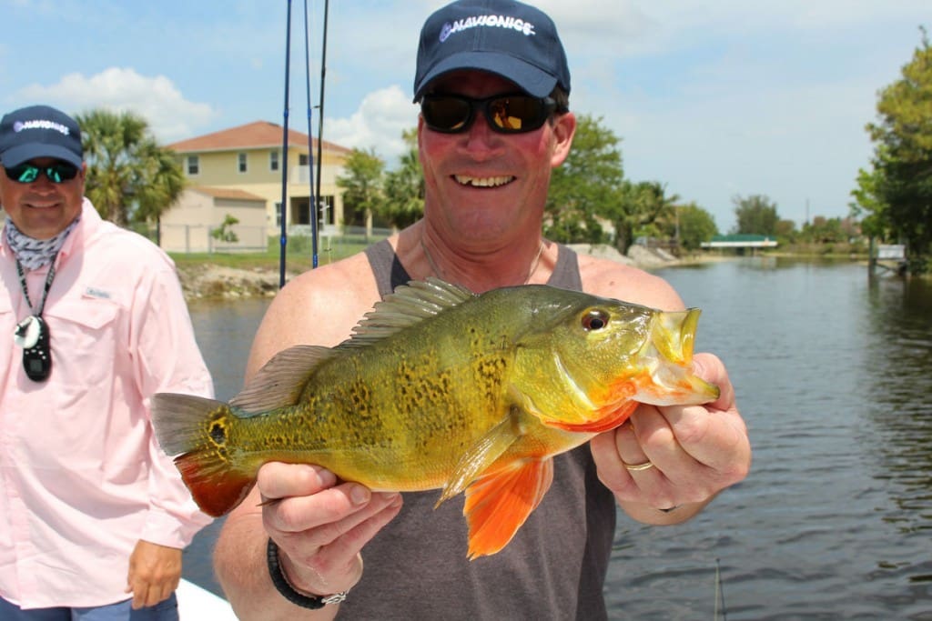 peacock bass