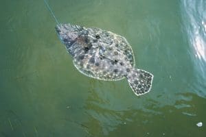 Flounder