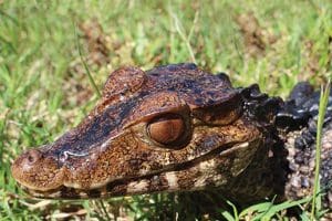 Alligators are not the only crocodilians at Gator Country. This dwarf caiman is one of several varieties available for the public to see.