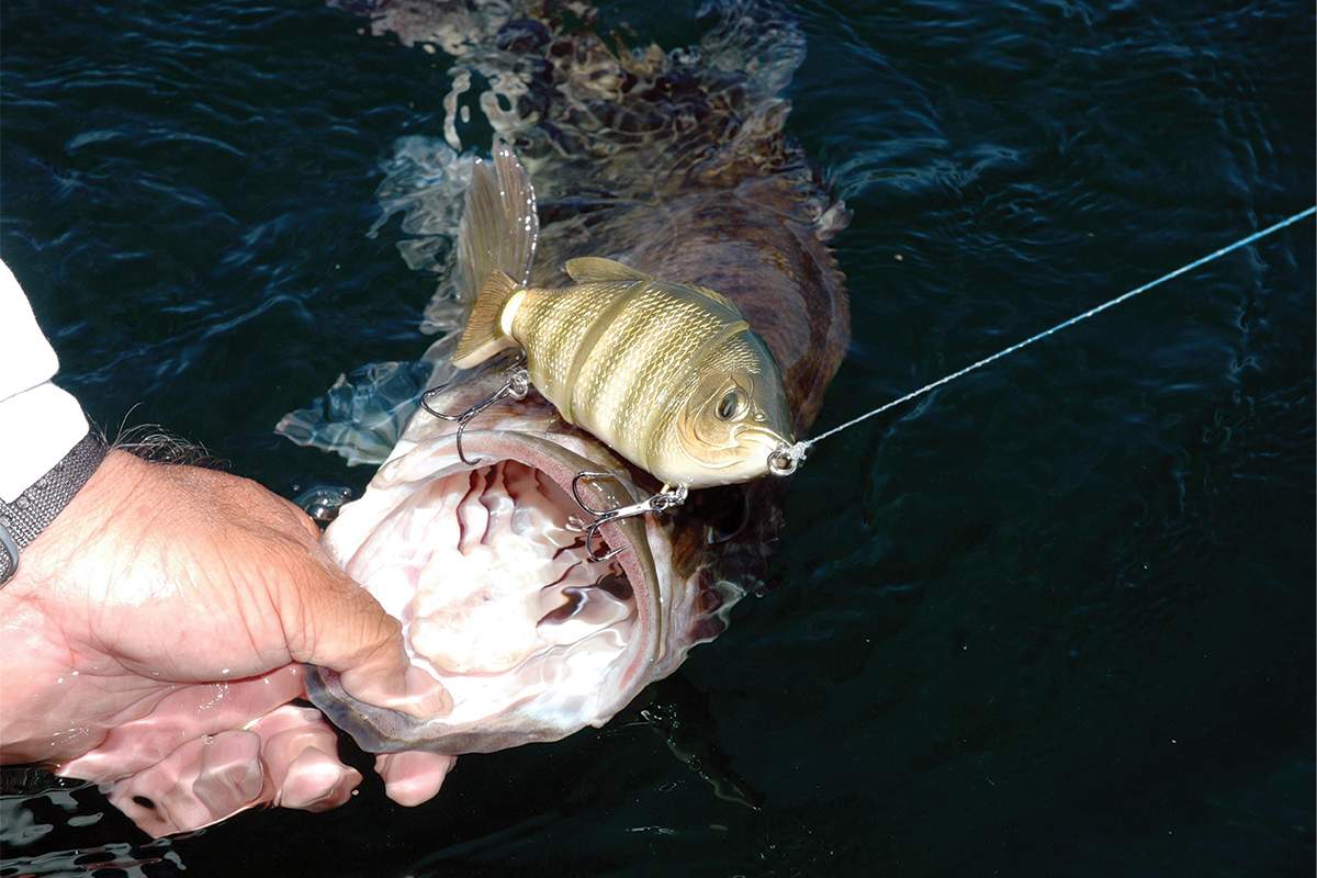 swimbaits