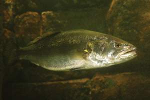 trout-tactics