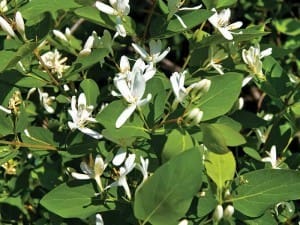 Honeysuckle is one of their “ice cream” foods.