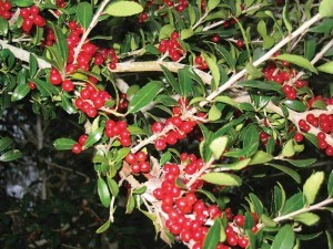 Yaupon is a ready staple for Texas deer.