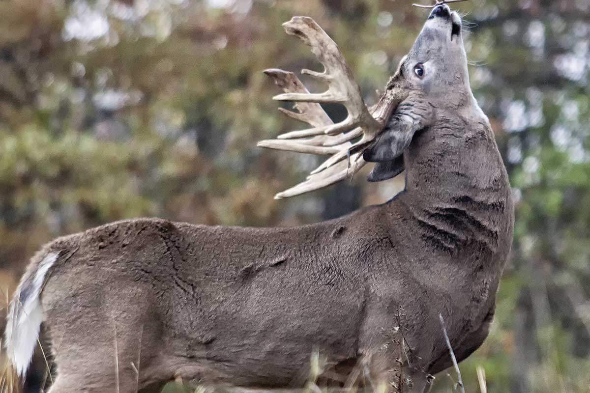 gaming nature