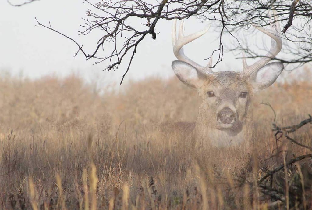 bowhunting