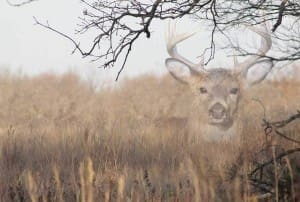 bowhunting