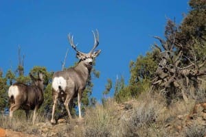 muley deer