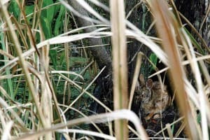 A swamp rabbit hides in heavy cover.